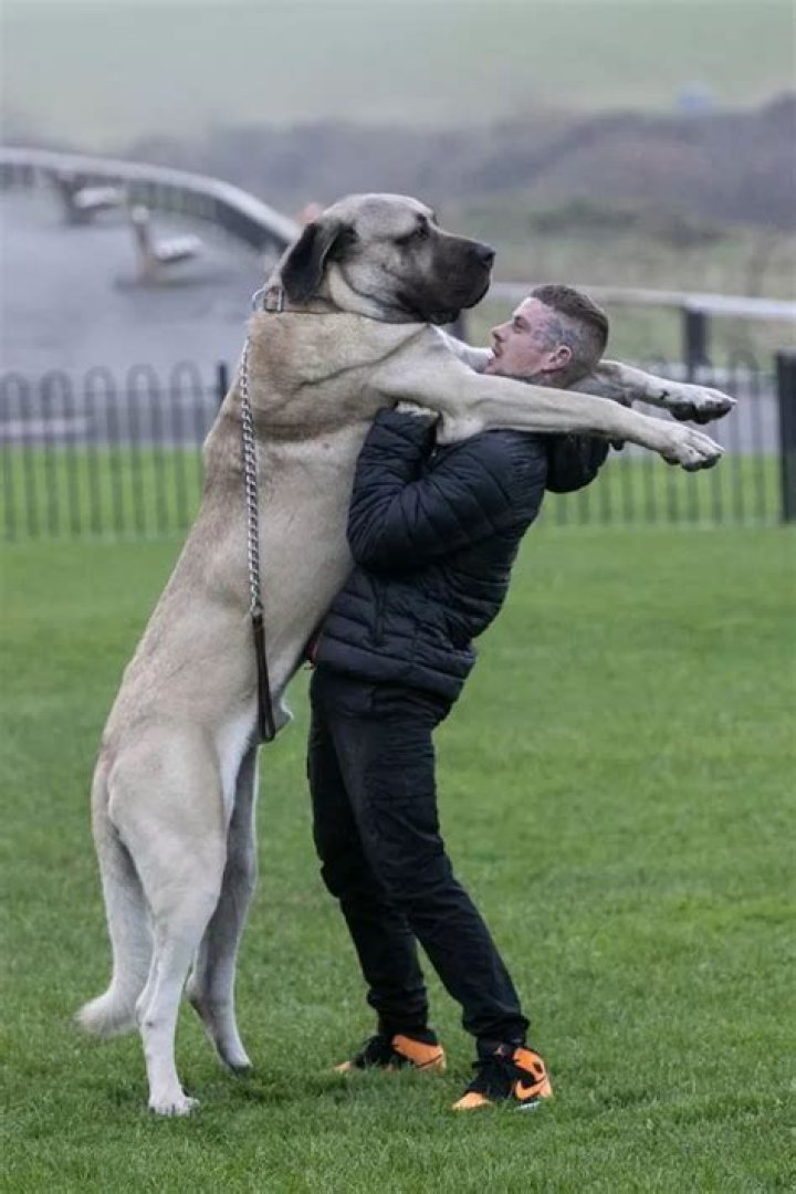 'UK's biggest dog' who eats a whole chicken a day and costs Yorkshire owner £4,000 a year