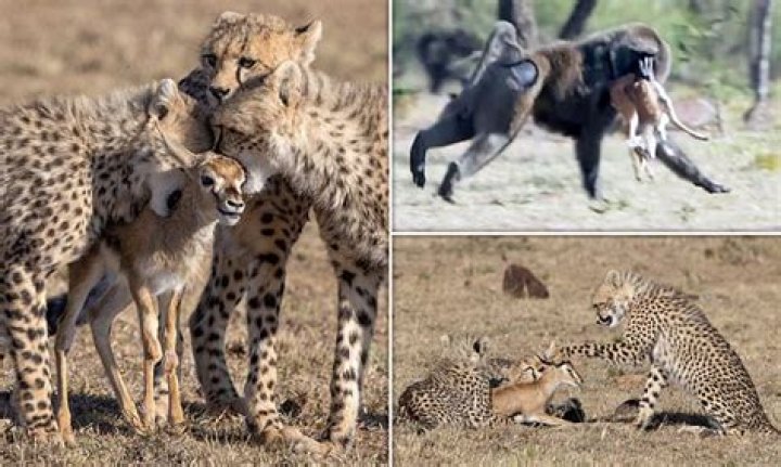 VIDEO: Cheetah cubs fail to kill a gazelle which is stolen by a large baboon
