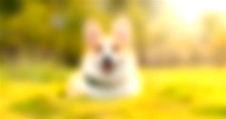 Video of pet corgi being beaten with crowbar while owner was in quarantine draws outrage in China