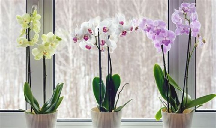 Watering orchid houseplants ‘correctly’ in winter is vital or risk killing them for good