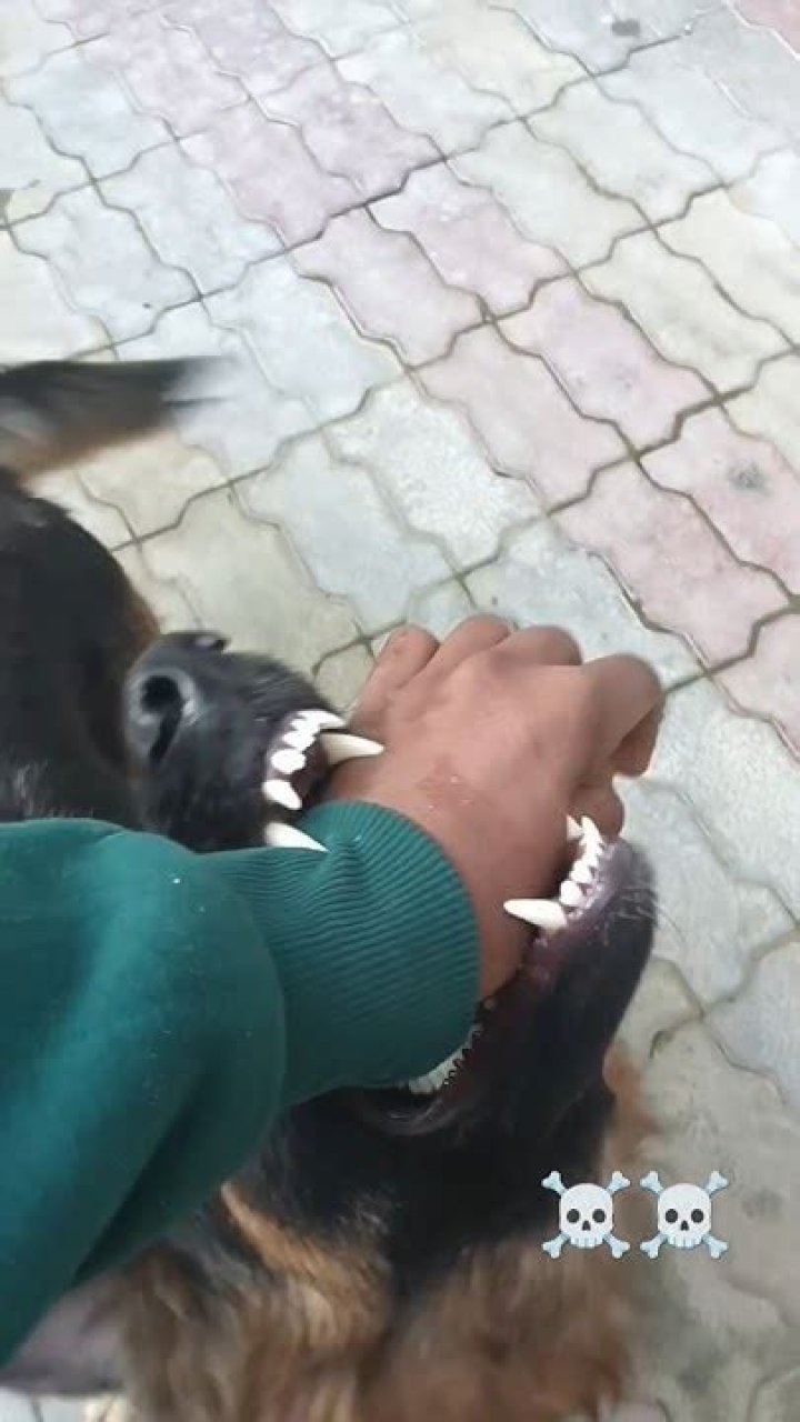 Why Do Dogs Bite Their Owners For No Reason? Here Are What To Know