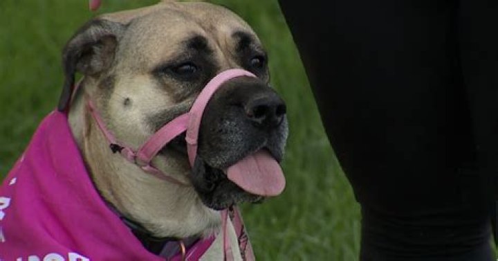 Woman shares warning after foster dog attacked at Park Hill golf course